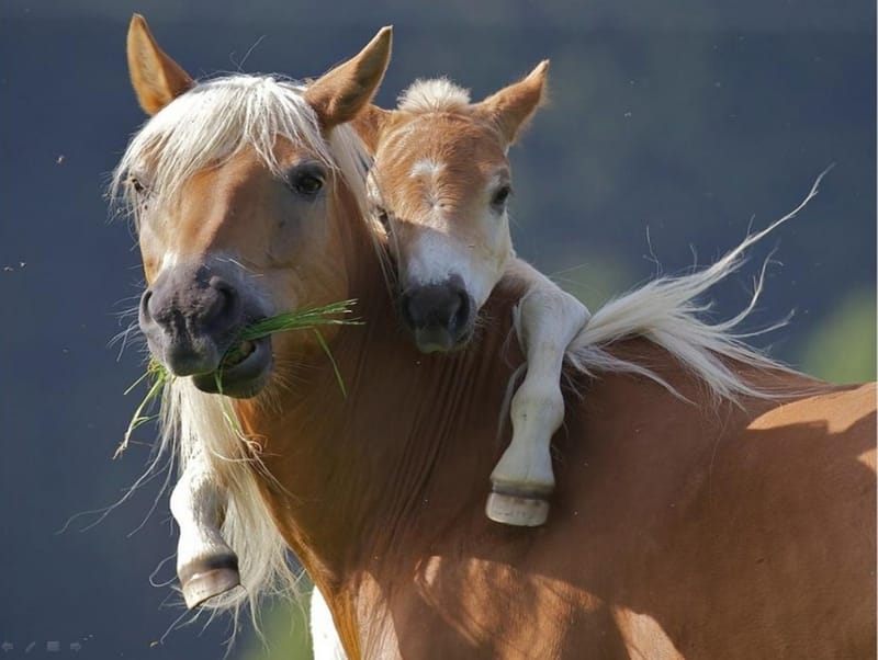 Découvre les chevaux avec Pâquerette 1