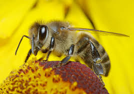 Découvre les abeilles avec Pâquerette
