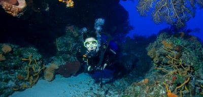 Why should you consider Cozumel tours for your next vacation?