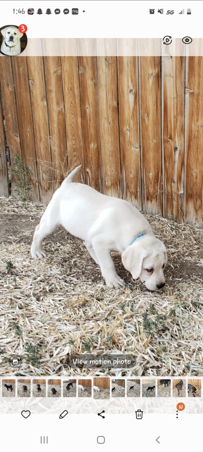 Available Puppies