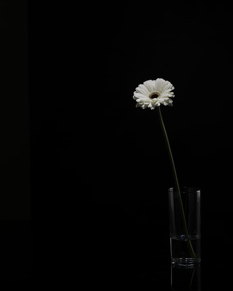 Still Lifes