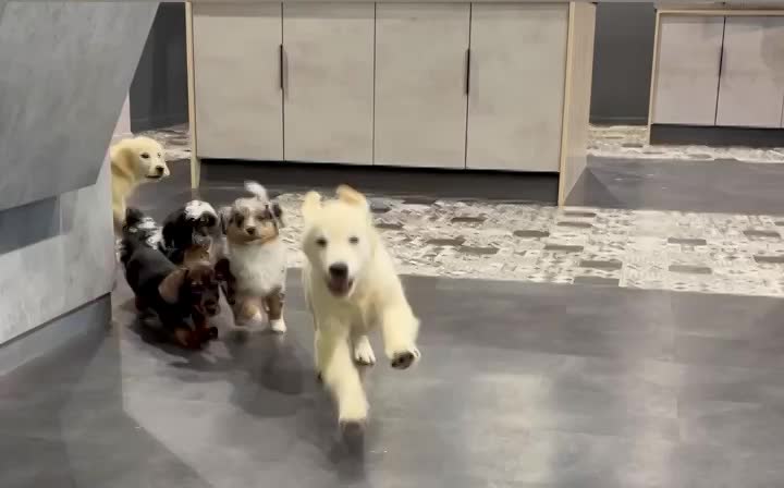 Les AristO'Chiots Clermont (Elevage sur site depuis 1977)