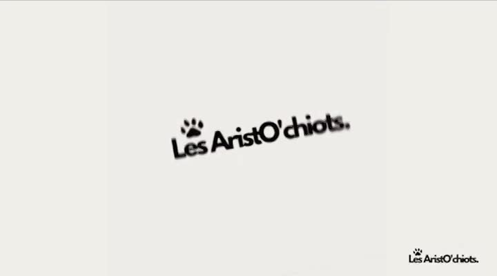 Les AristO'Chiots Clermont (Elevage sur site depuis 1977)