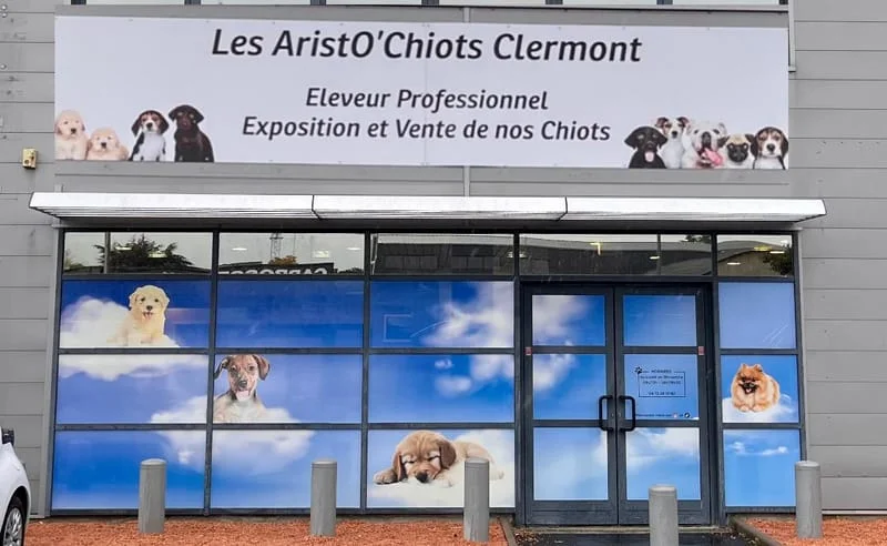 Les AristO'Chiots Clermont (Elevage sur site depuis 1977)
