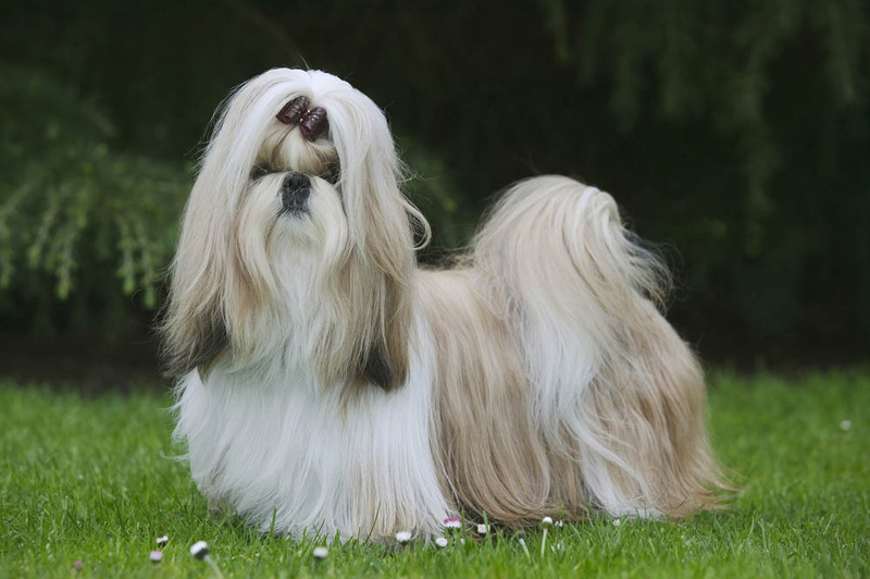 LES SHIH TZU