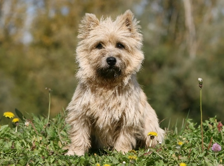 LE CAIRN TERRIER