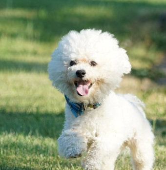 LE BICHON FRISE