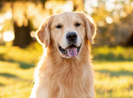 LE GOLDEN RETRIEVER