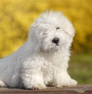COTON DE TULEAR