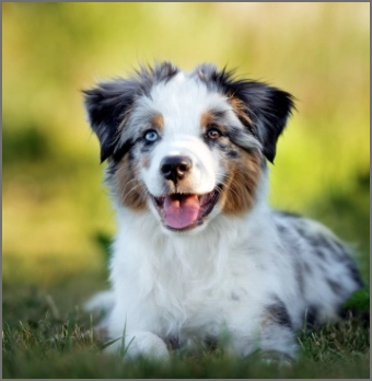 LE BERGER AMERICAIN MINIATURE