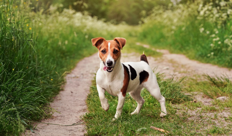 LE JACK RUSSEL TERRIER
