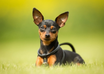 LE PINSCHER NAIN
