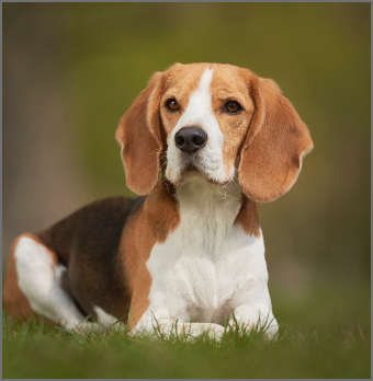 BEAGLE