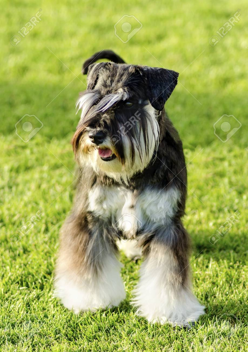 SCHNAUZER