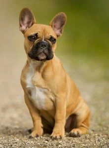 BOULEDOGUE FRANCAIS 