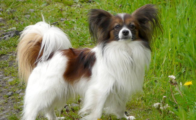 EPAGNEUL NAIN CONTINENTAL (PAPILLON)