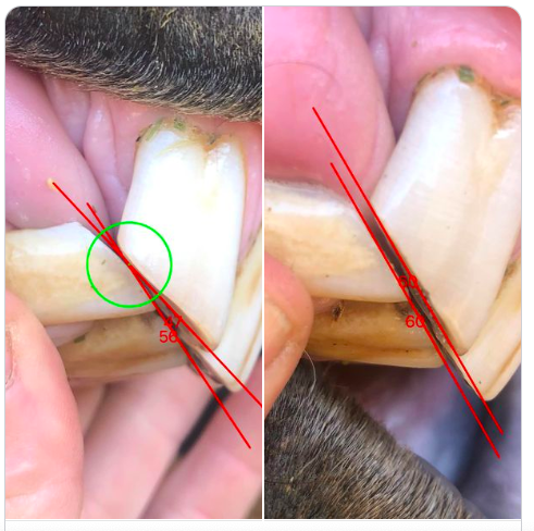 Dental balance and relation to the body.