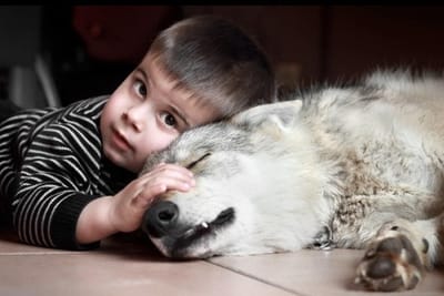 Le chien d'assistance et le trouble autistique.