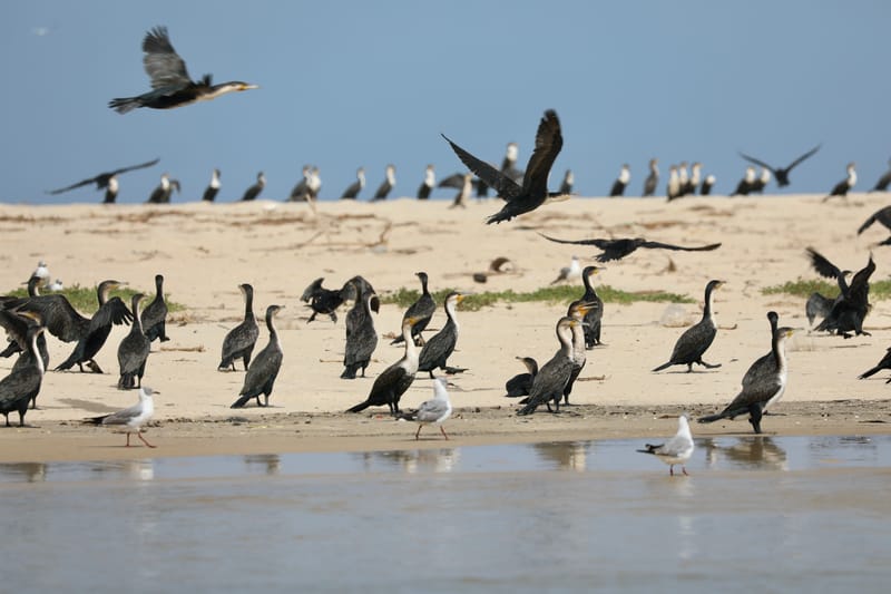 8. SAINT LOUIS 2 : Le Parc National de la Langue de Barbarie (île aux oiseaux)