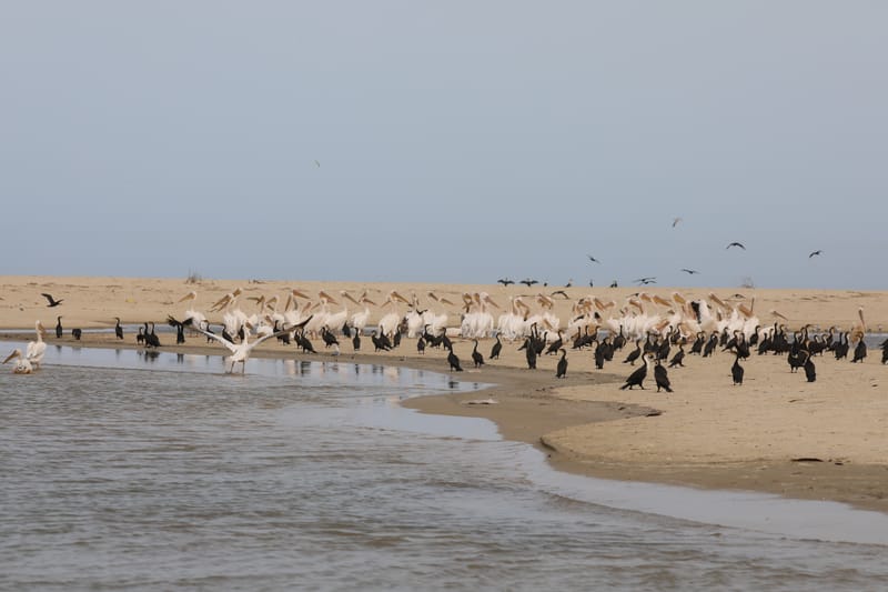 8. SAINT LOUIS 2 : Le Parc National de la Langue de Barbarie (île aux oiseaux)