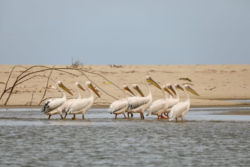 8. SAINT LOUIS 2 : Le Parc National de la Langue de Barbarie (île aux oiseaux)