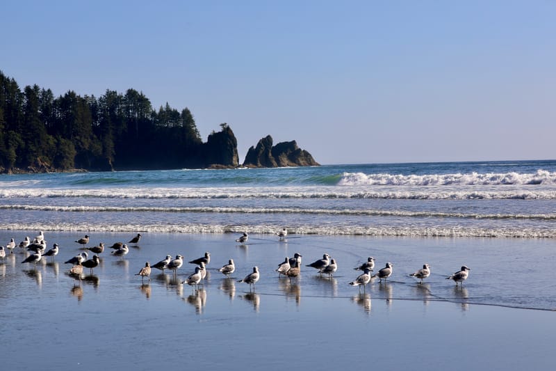 Péninsule Olympique : Port Townsend, La Push, Ruby Beach, Hoh Rain Forest