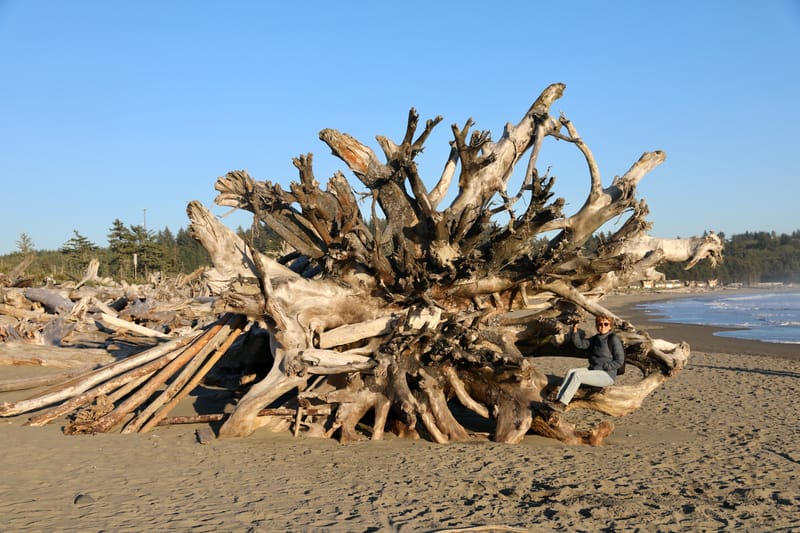 Péninsule Olympique : Port Townsend, La Push, Ruby Beach, Hoh Rain Forest