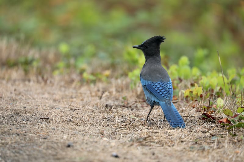 Cotes de l'Oregon 2 : Cannon Beach, Three Capes Scenic Drive, Yachats, Dunes