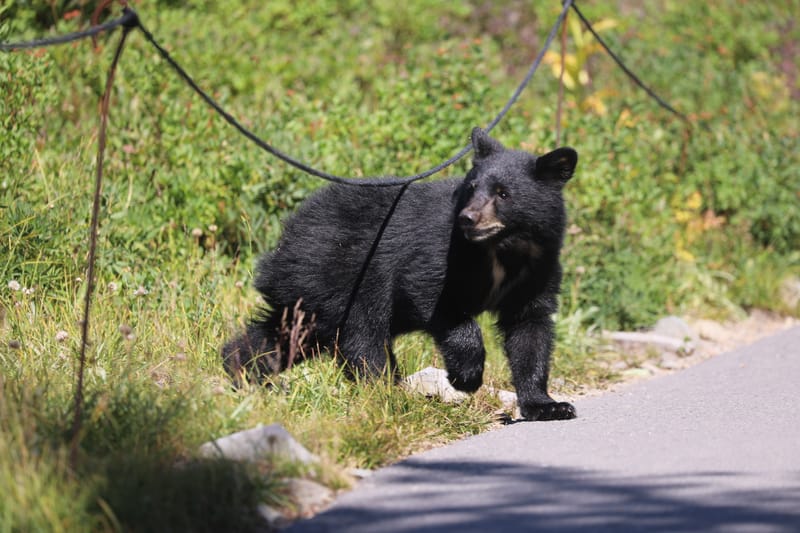 Chaîne volcanique des Cascades : Mount Rainier & Mount St Helens