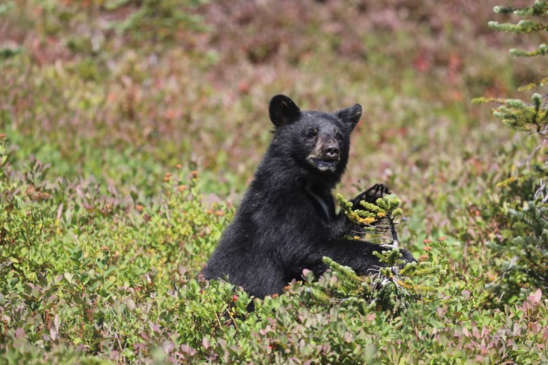 Chaîne volcanique des Cascades : Mount Rainier & Mount St Helens