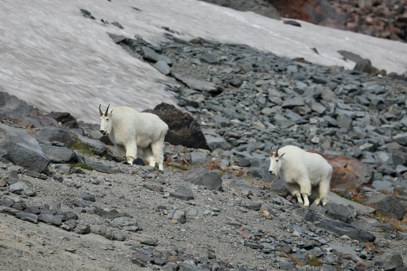 Chaîne volcanique des Cascades : Mount Rainier & Mount St Helens
