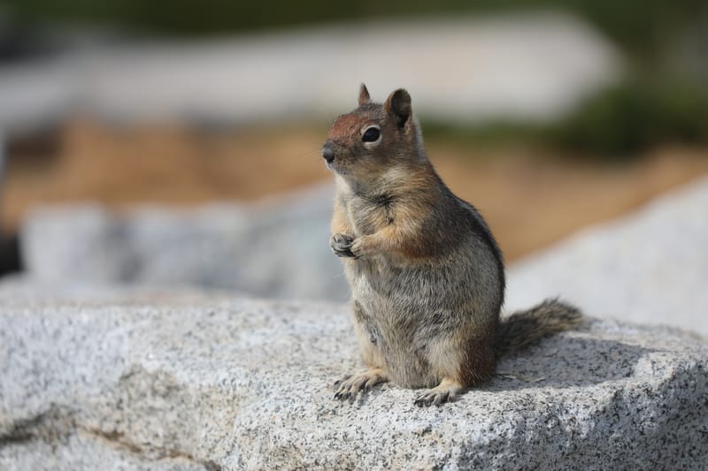 Chaîne volcanique des Cascades : Mount Rainier & Mount St Helens
