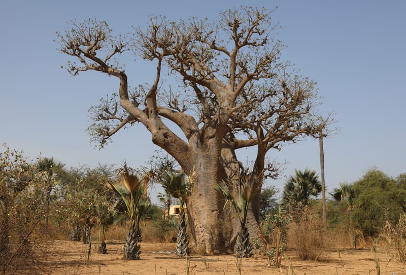 6. Désert de baobabs sur la route de Saint Louis