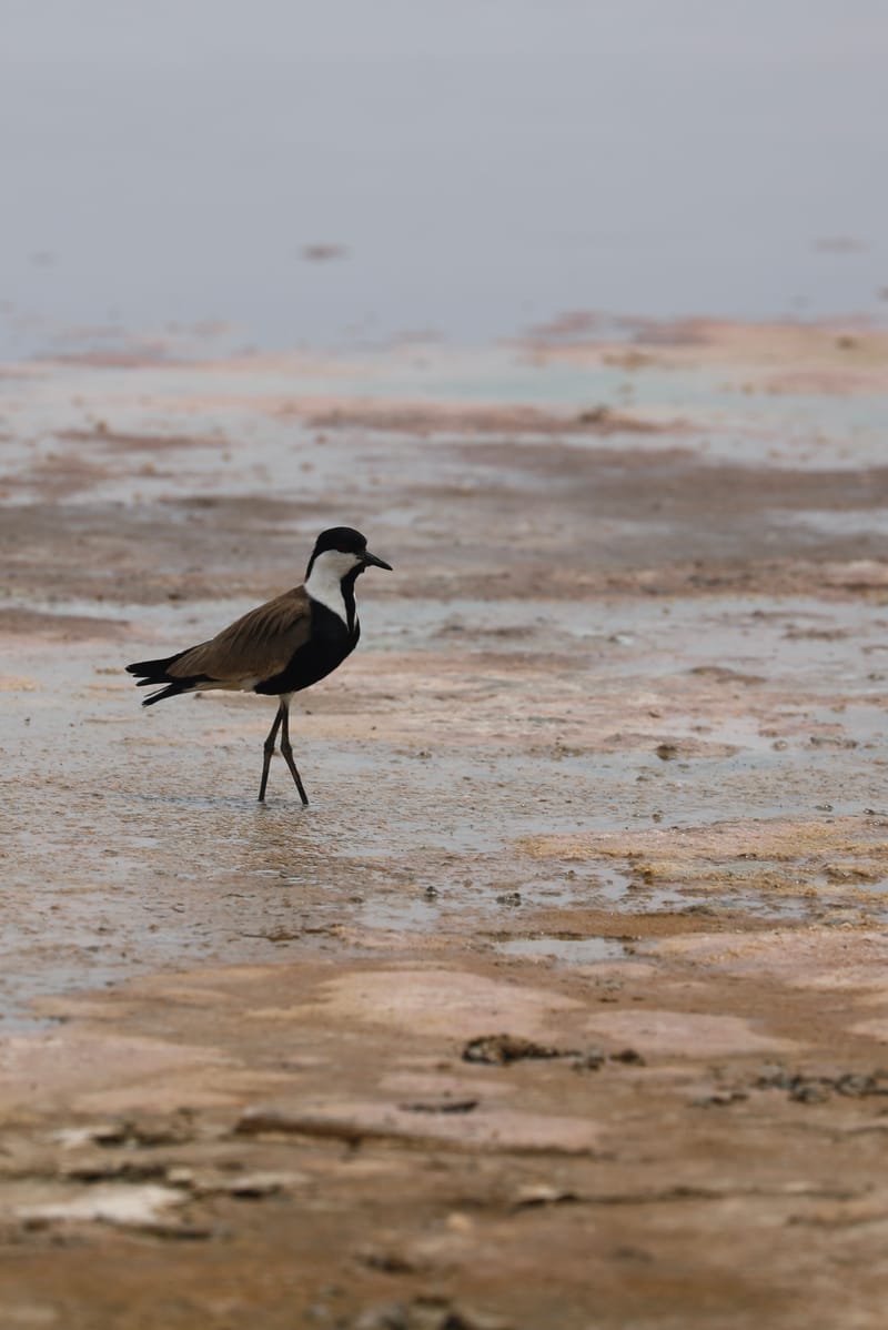 5. En passant par le lac Rose... et les plages de l'Atlantique