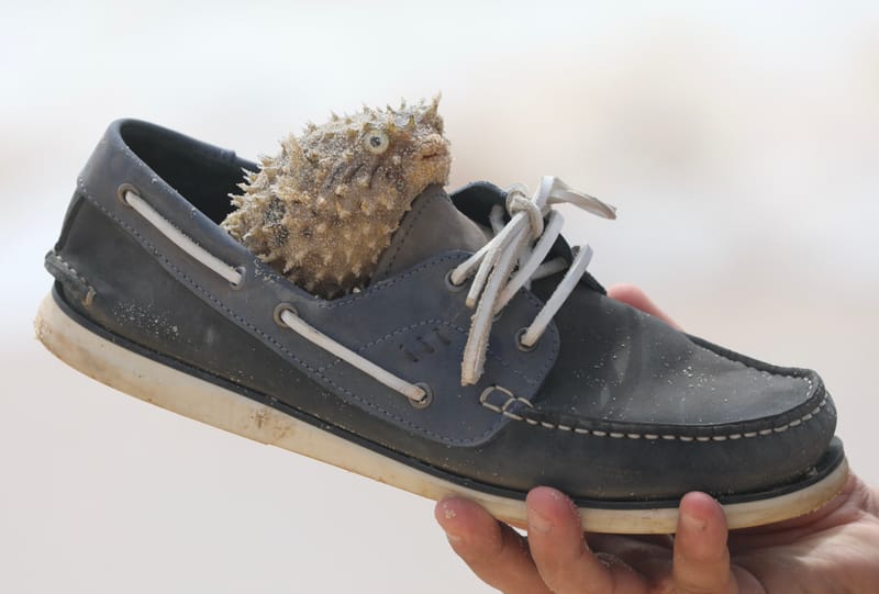 5. En passant par le lac Rose... et les plages de l'Atlantique