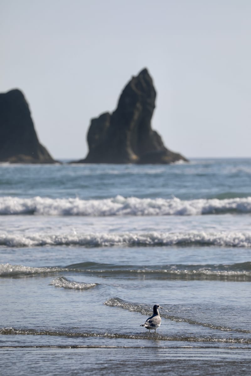 Péninsule Olympique : Port Townsend, La Push, Ruby Beach, Hoh Rain Forest
