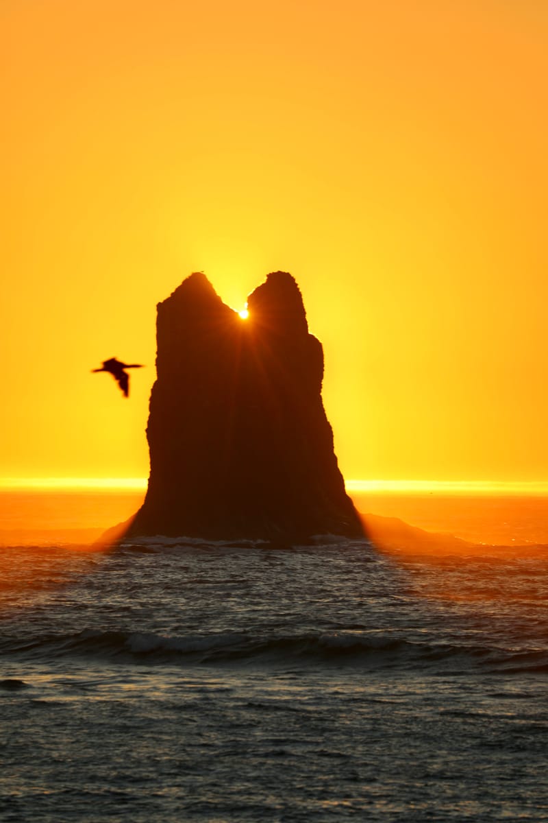 Péninsule Olympique : Port Townsend, La Push, Ruby Beach, Hoh Rain Forest