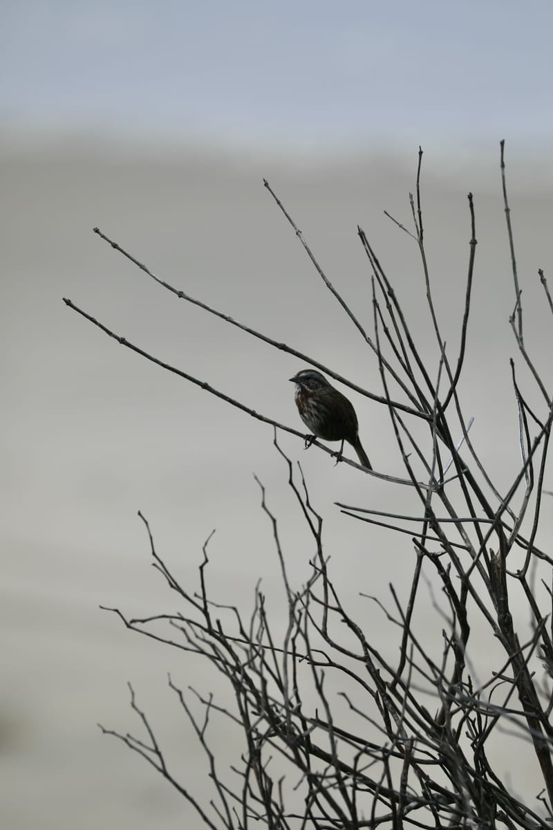 Cotes de l'Oregon 2 : Cannon Beach, Three Capes Scenic Drive, Yachats, Dunes