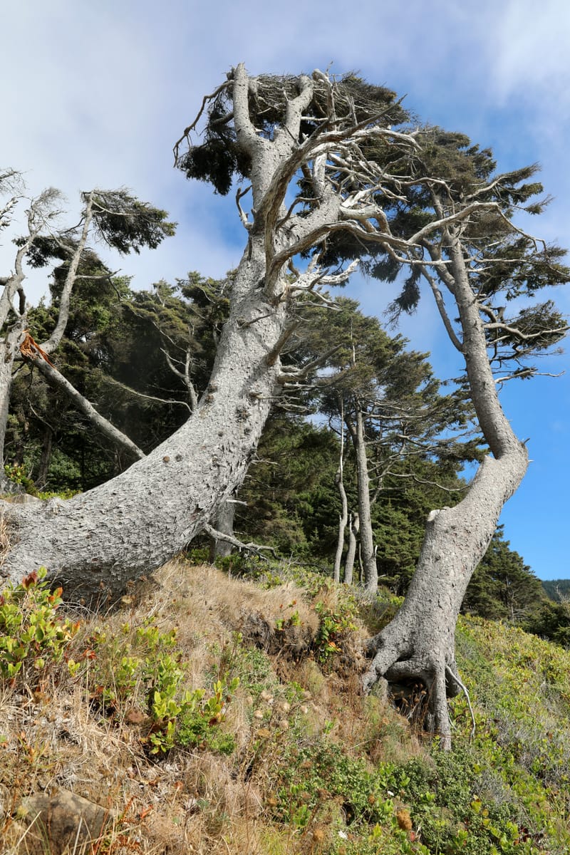 Cotes de l'Oregon 2 : Cannon Beach, Three Capes Scenic Drive, Yachats, Dunes