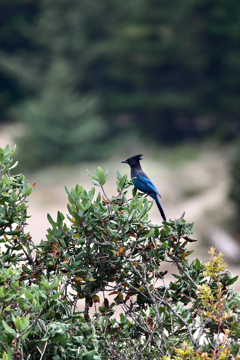 Cotes de l'Oregon 2 : Cannon Beach, Three Capes Scenic Drive, Yachats, Dunes