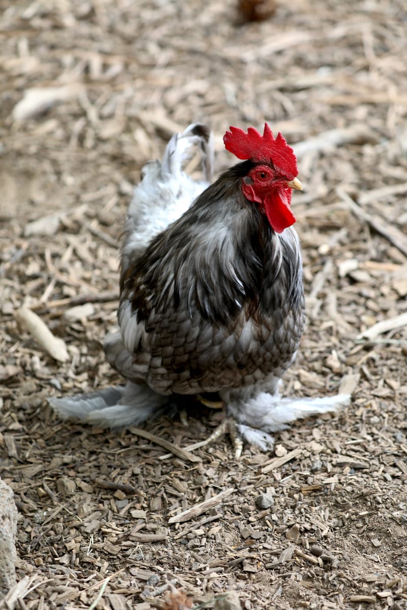 Oregon Est 2 : Bend, Newberry Ntl Volcanic Monument, Lava Lands, Paulina Peak