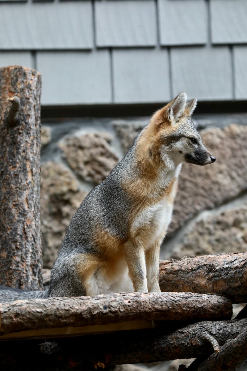 Oregon Est 2 : Bend, Newberry Ntl Volcanic Monument, Lava Lands, Paulina Peak