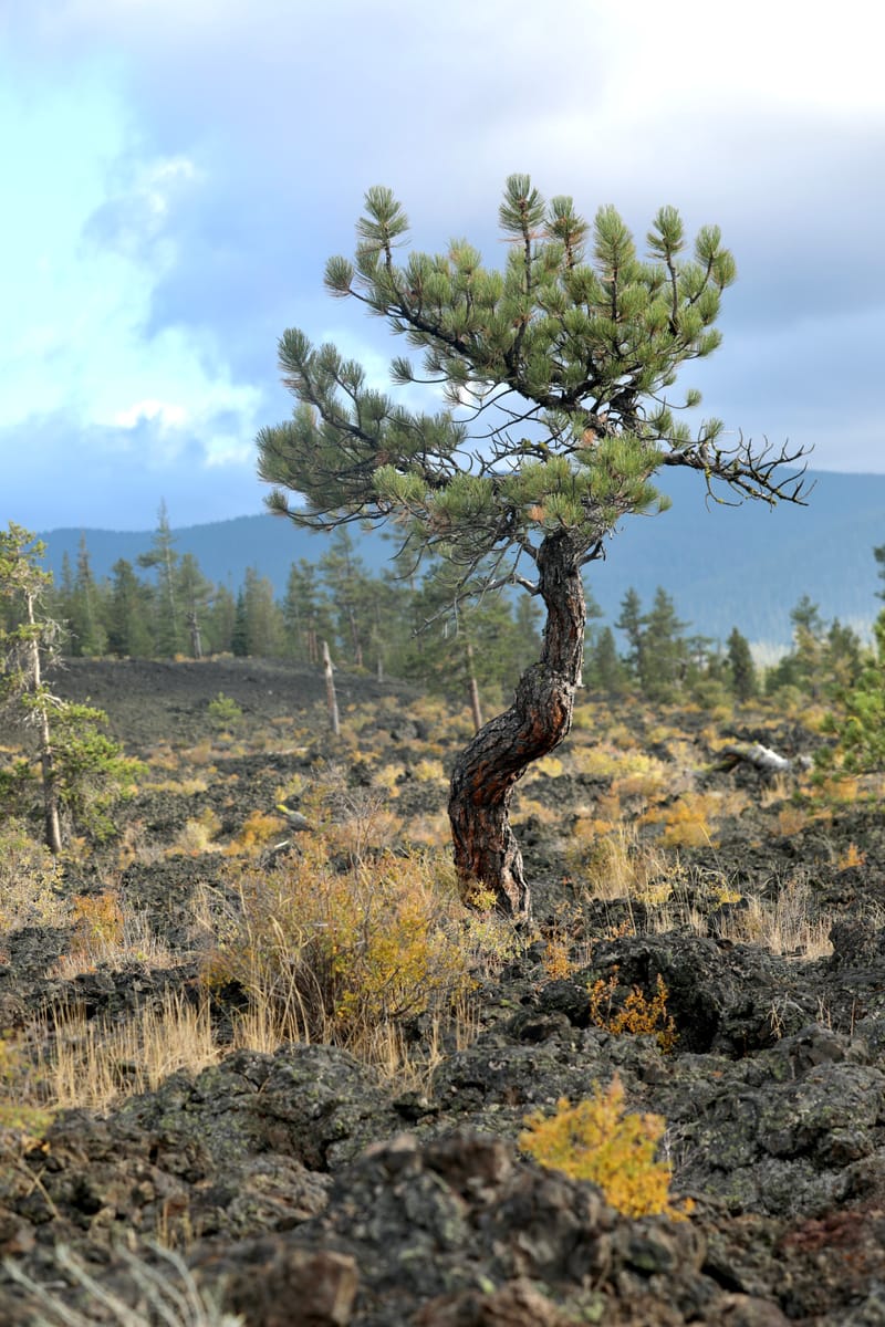 Oregon Est 2 : Bend, Newberry Ntl Volcanic Monument, Lava Lands, Paulina Peak