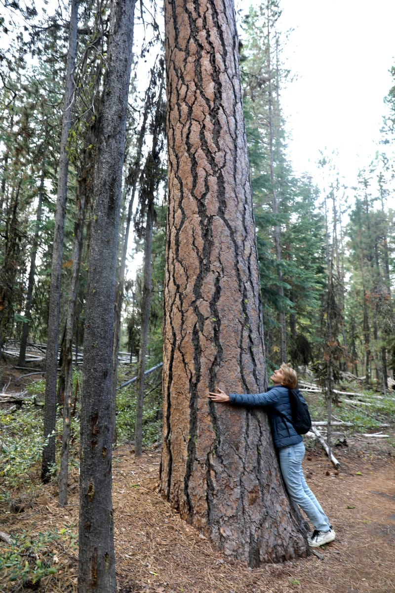 Oregon Est 2 : Bend, Newberry Ntl Volcanic Monument, Lava Lands, Paulina Peak