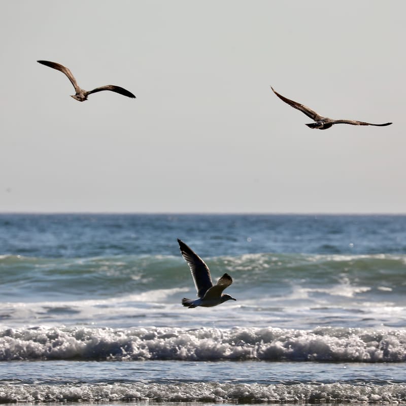 Les INSOLITES du Voyage