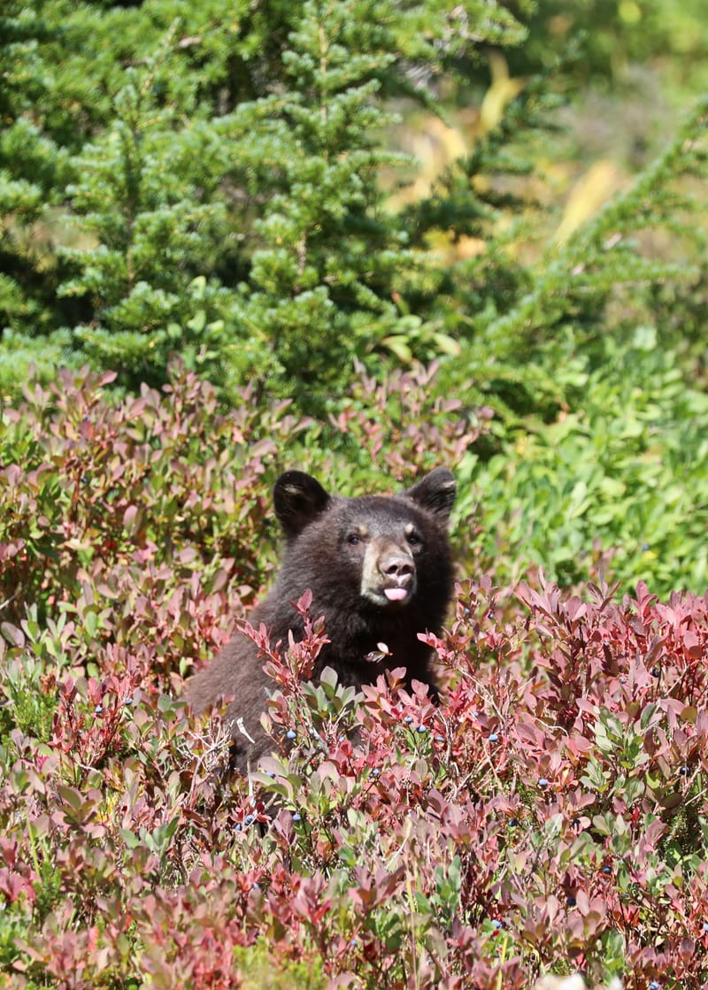 Les INSOLITES du Voyage