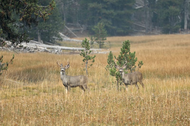 Les INSOLITES du Voyage