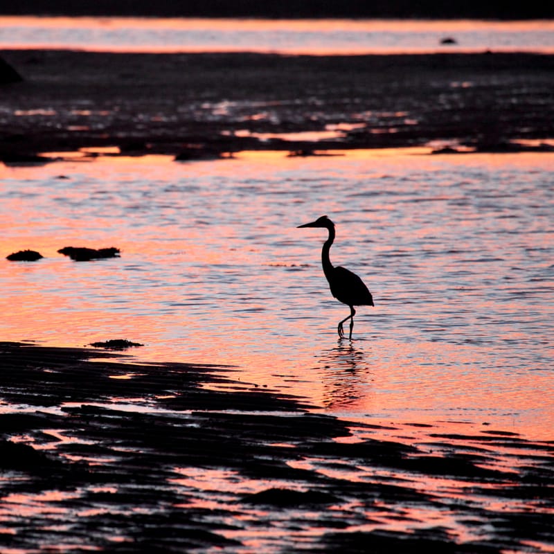 7. CAPE COD 1 : soleil de Brewster