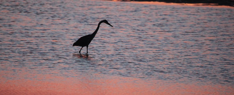 7. CAPE COD 1 : soleil de Brewster