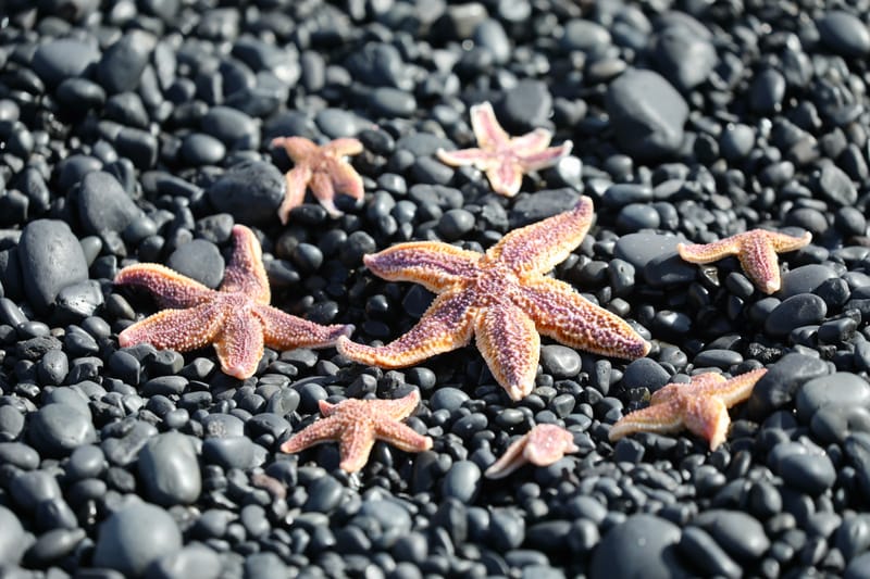 2. Fjord de l'Ouest 1 : Péninsule de Snaefellsnes, Snaefellsjokull, Arnarstapi, Kirkjokull, Grundarfjorour, Stykkisholmur